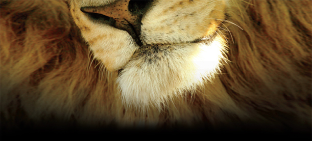 Header.jpg
