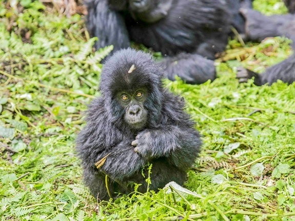 A toddler gorilla in the grass