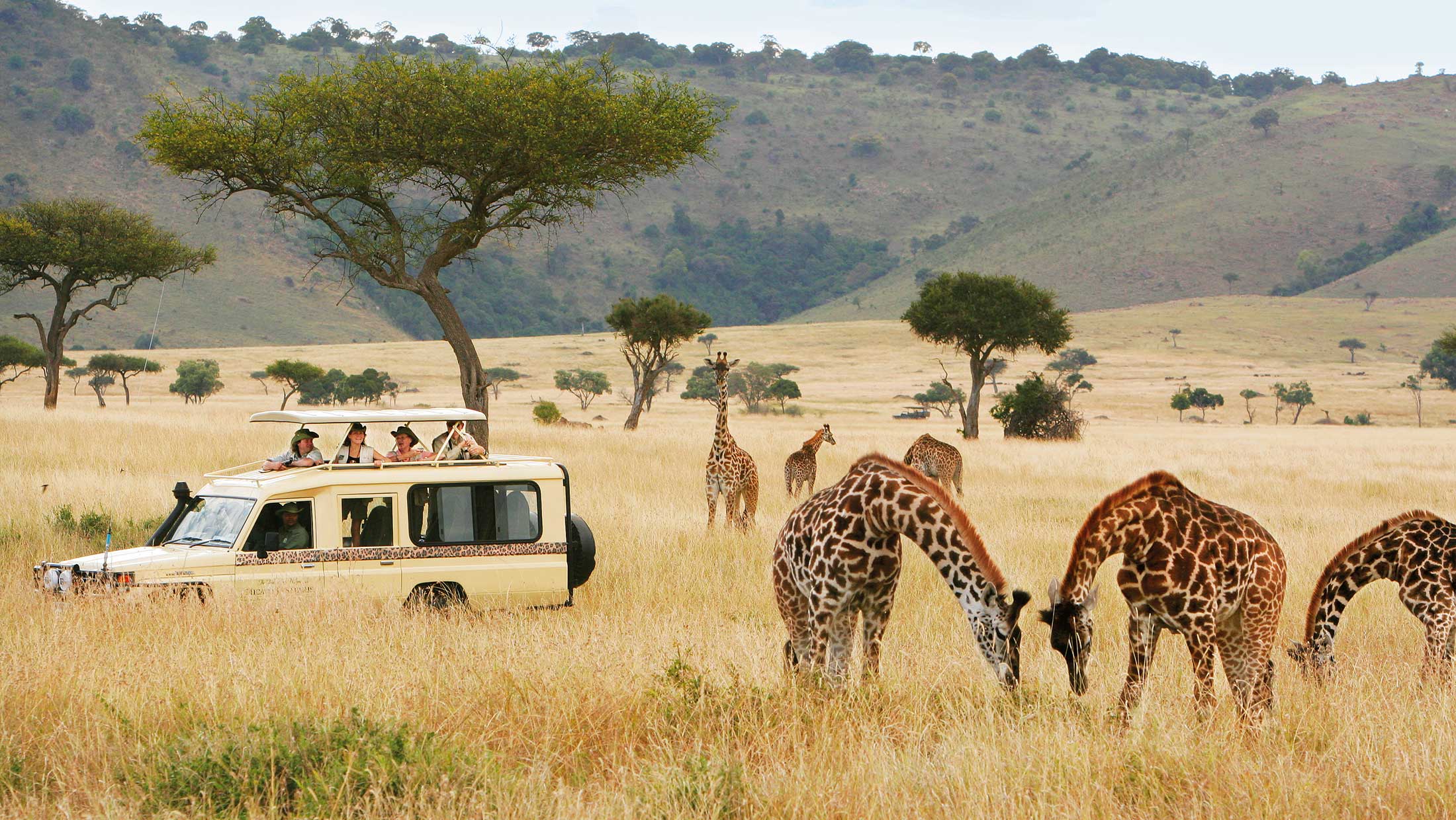 People having fun time with Micato Safari while watching Group of Giraffe