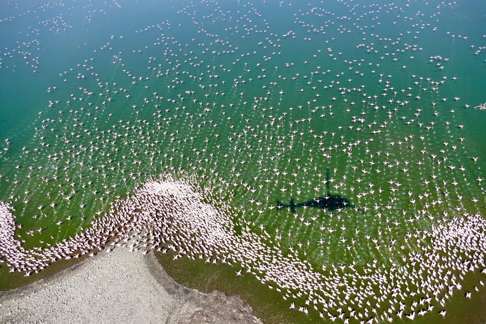 A helicopter photograph of flamingos in water