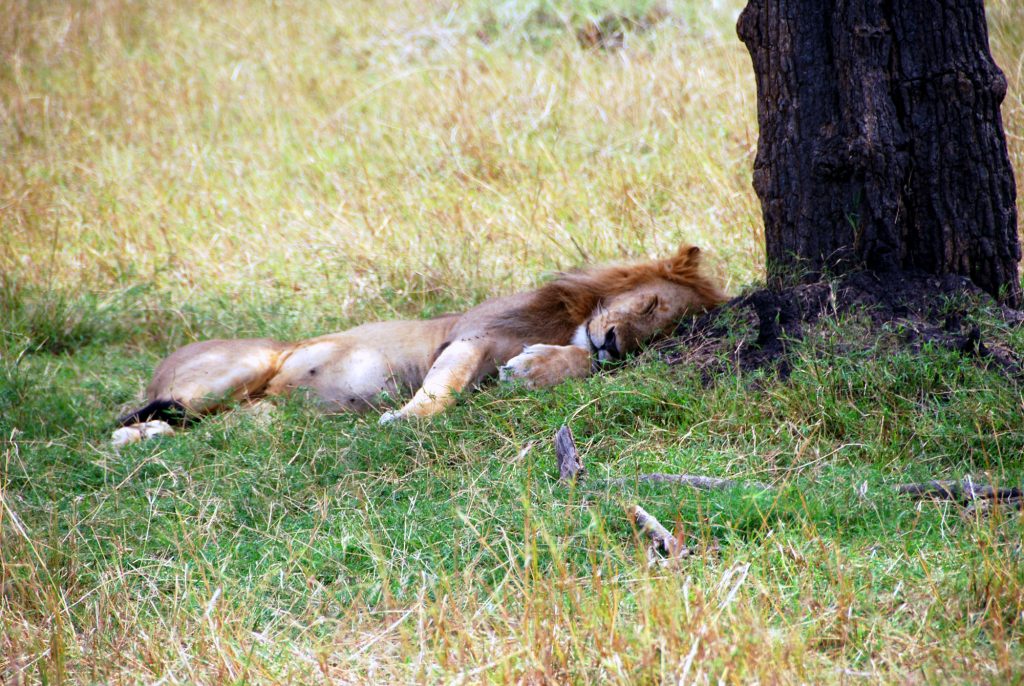 A lion lays under a tree