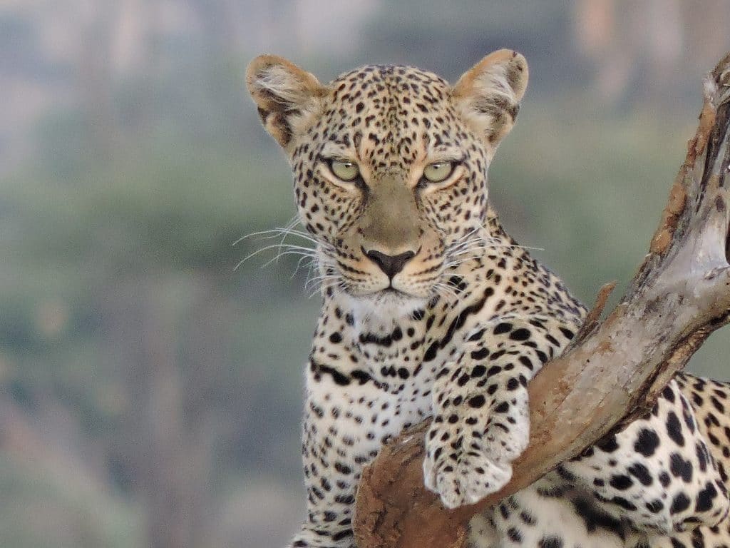 a leopard sits on a tree branch