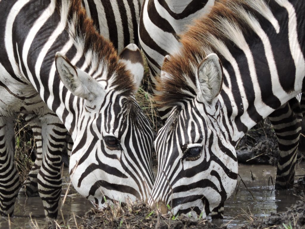 Two zebras drinking water