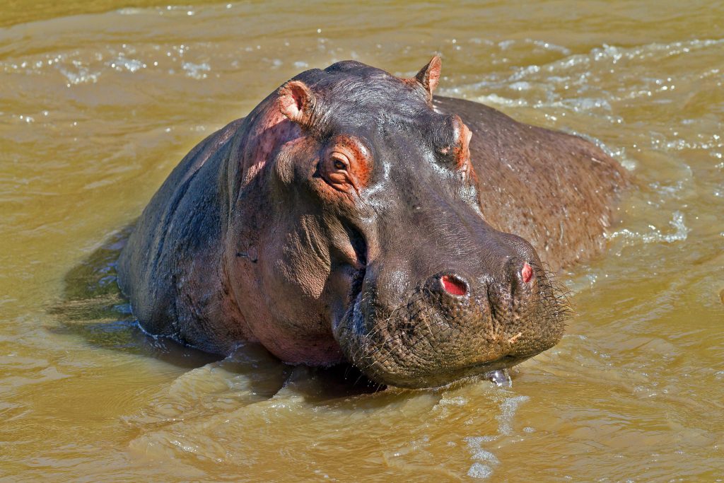 A hippo in the water