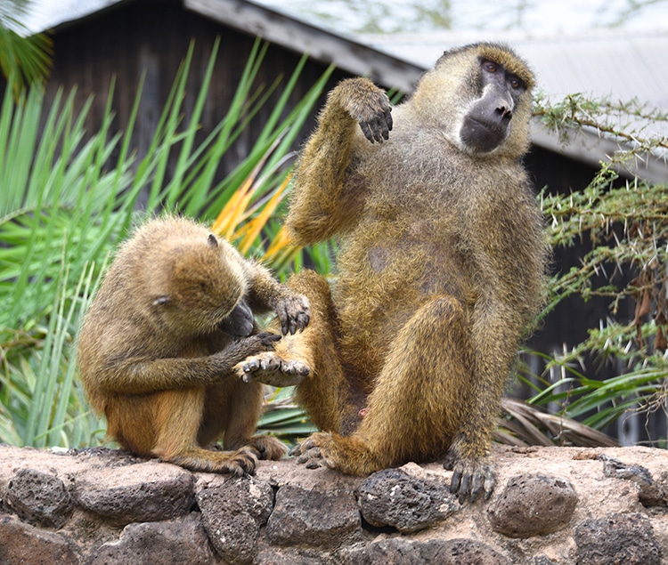 Two baboons sit on a wall