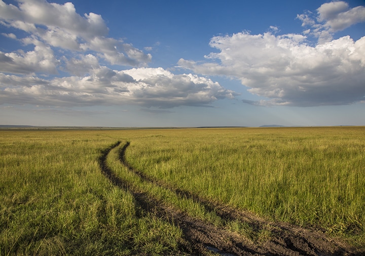 tire tracks in tall grasses, Maasai Mara