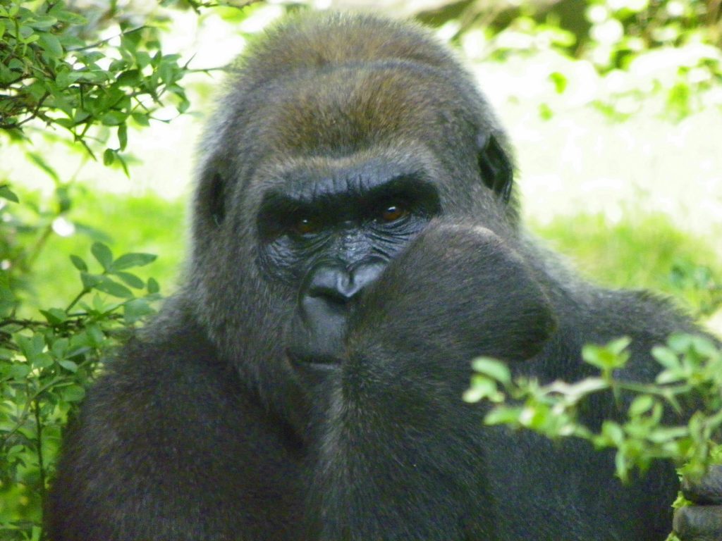 A gorilla poses