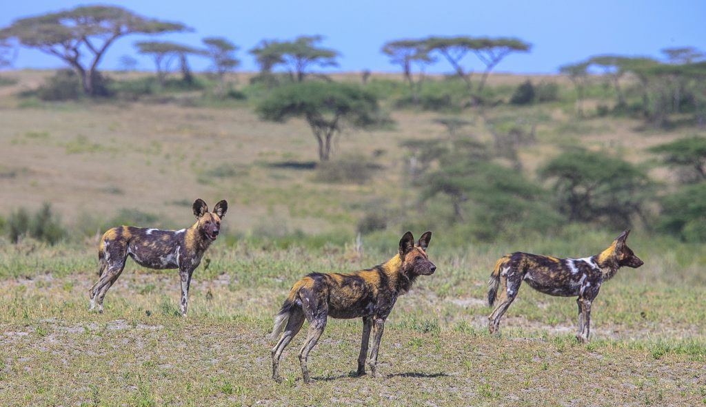 Wild dogs stand in a field