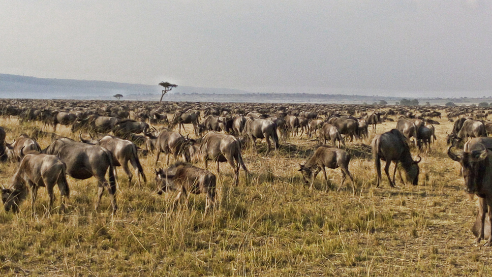 A pack of wildebeest stand in a field