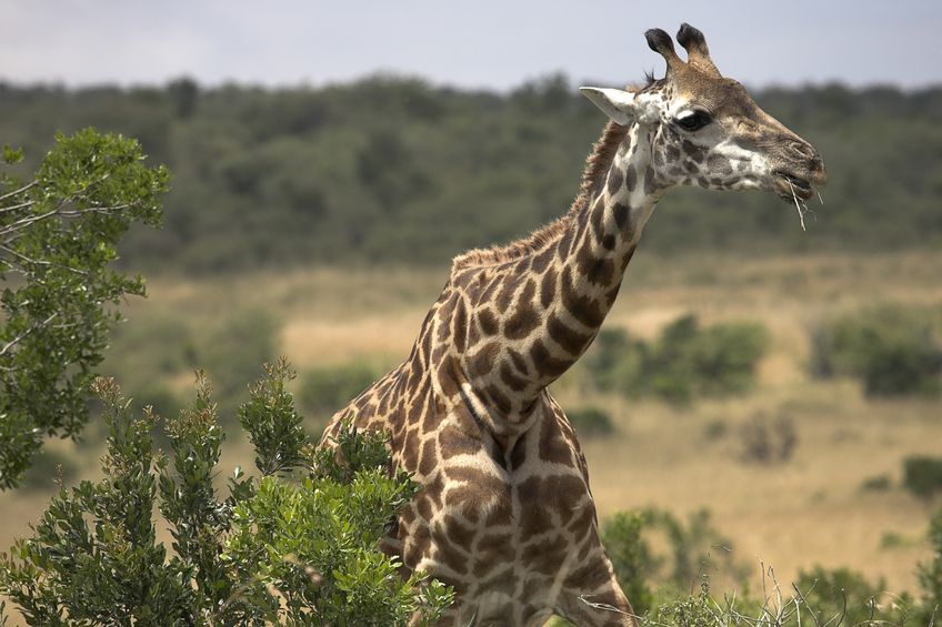 A giraffe eats leaves off a tree