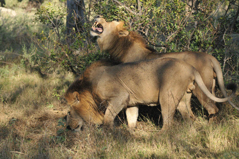 Lions busily sniffing out their competition