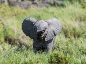 a baby elephant