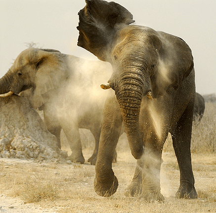 Two elephants walk through the sand
