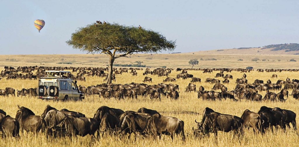 Micato safari vehicle and wildebeest herd