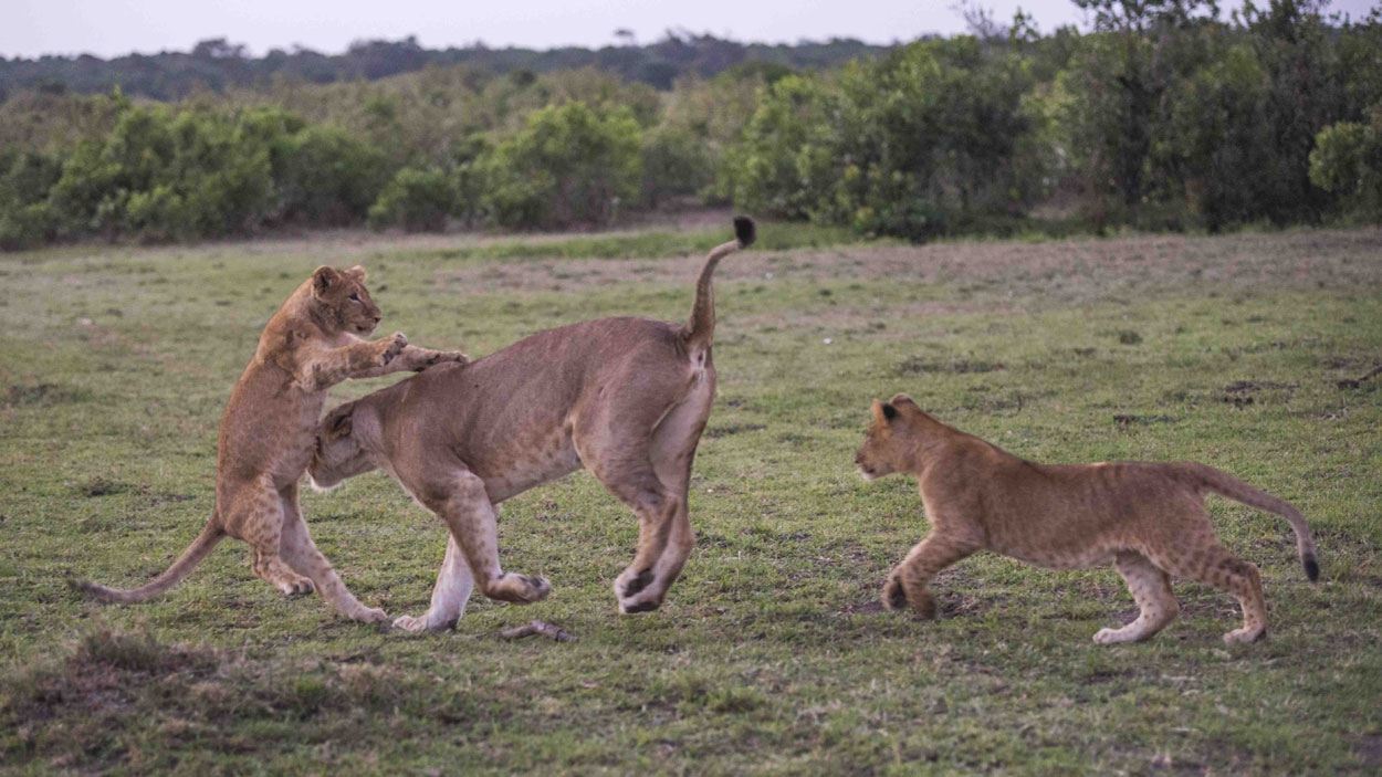 A lioness with her cubs