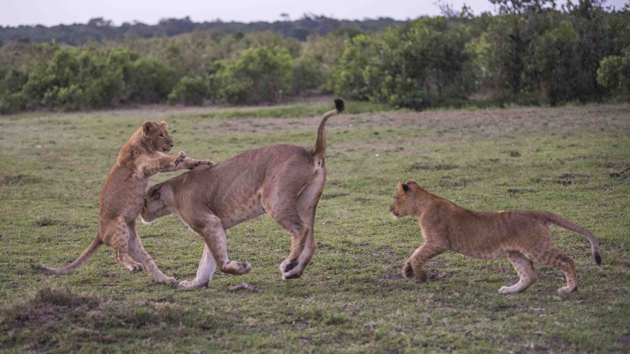 A lioness with her cubs