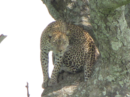A leopard sits on a rock