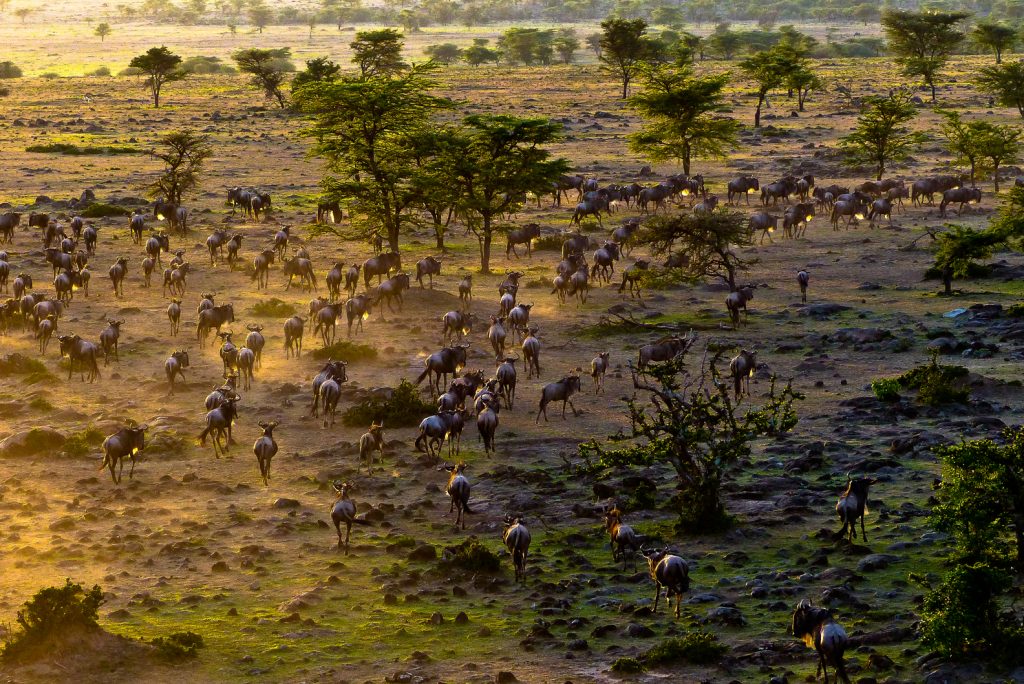 A pack of wildebeest walk through a field