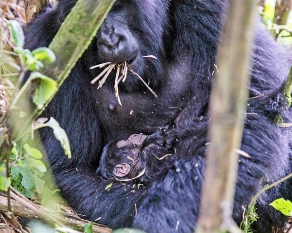 A gorilla holds a newborn