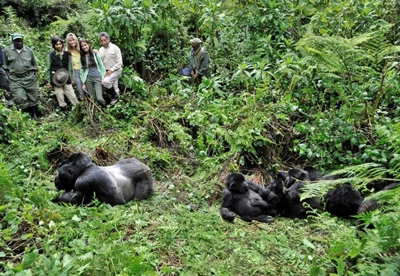 Safari members view Gorillas laying in the grass