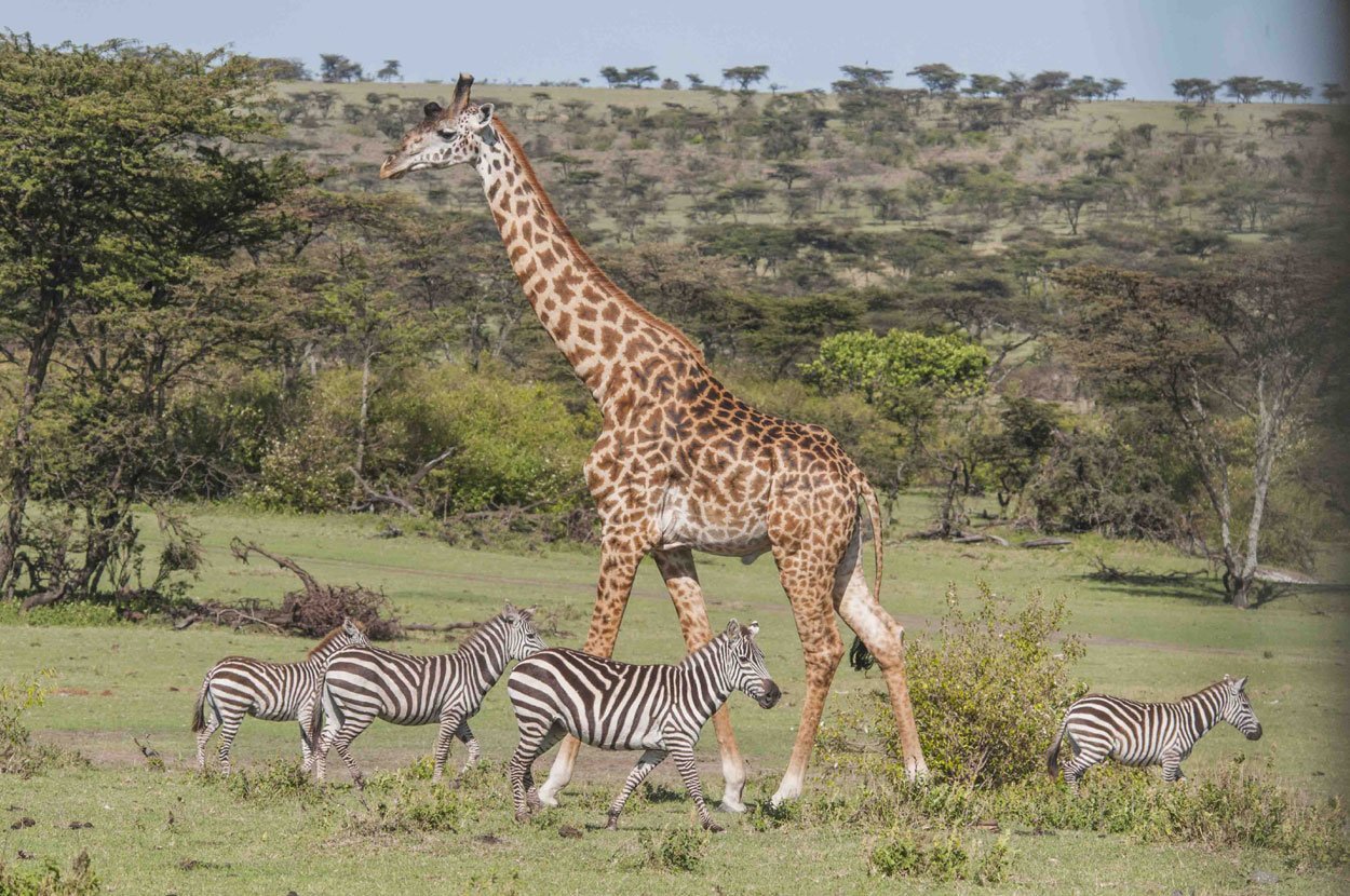 A giraffe with four zebra