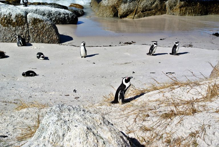 Penguins walk around a beach