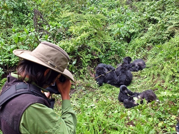 A photograpger takes pictures of gorillas