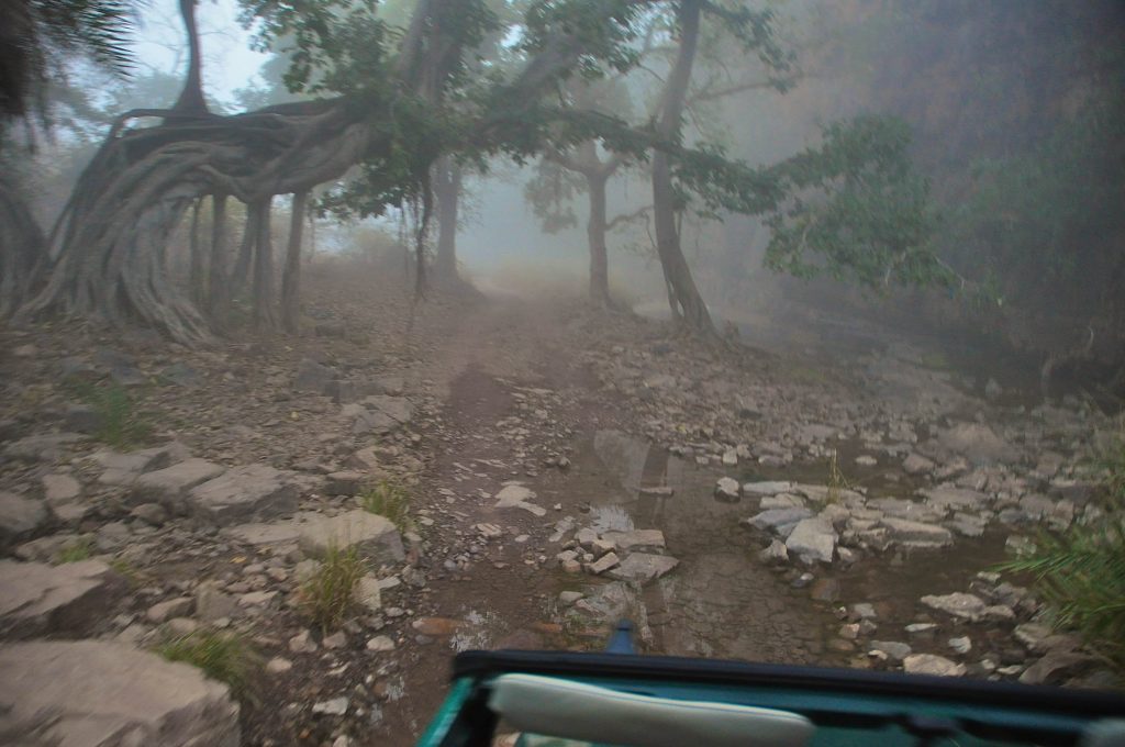 A dirt path in the forrest of Ranthambore National Park