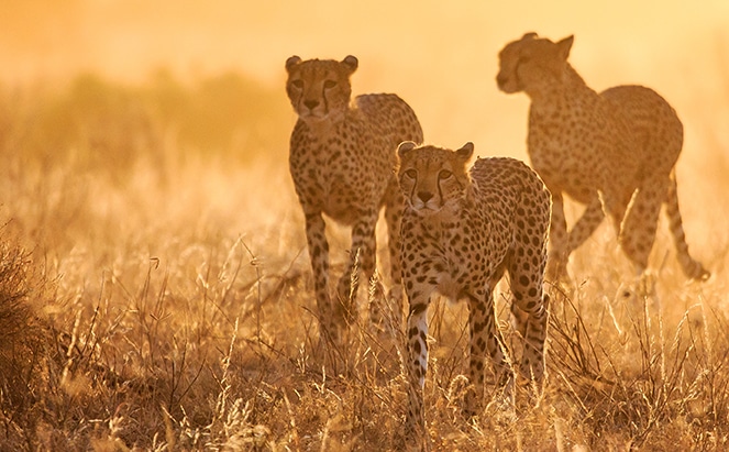 three cheetahs in a field