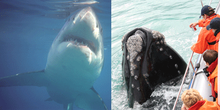 Side-by-side photos of a shark and whale
