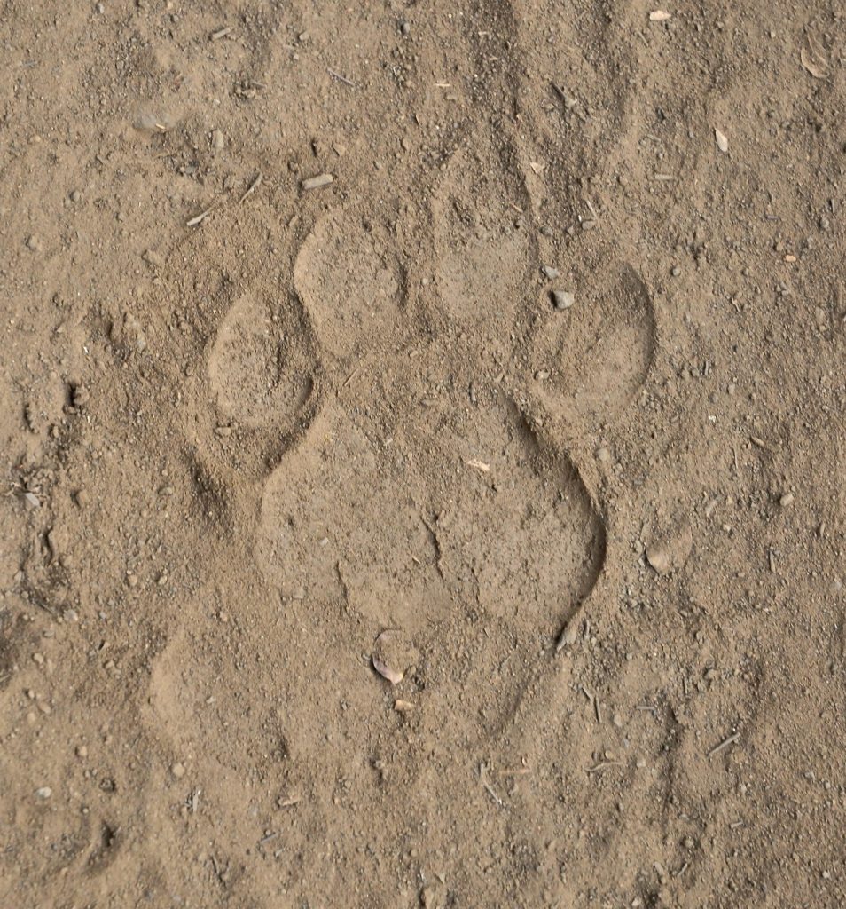 Tiger paw print in the dirt