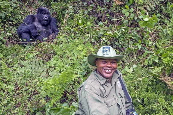 A Micato team member poses with a gorilla