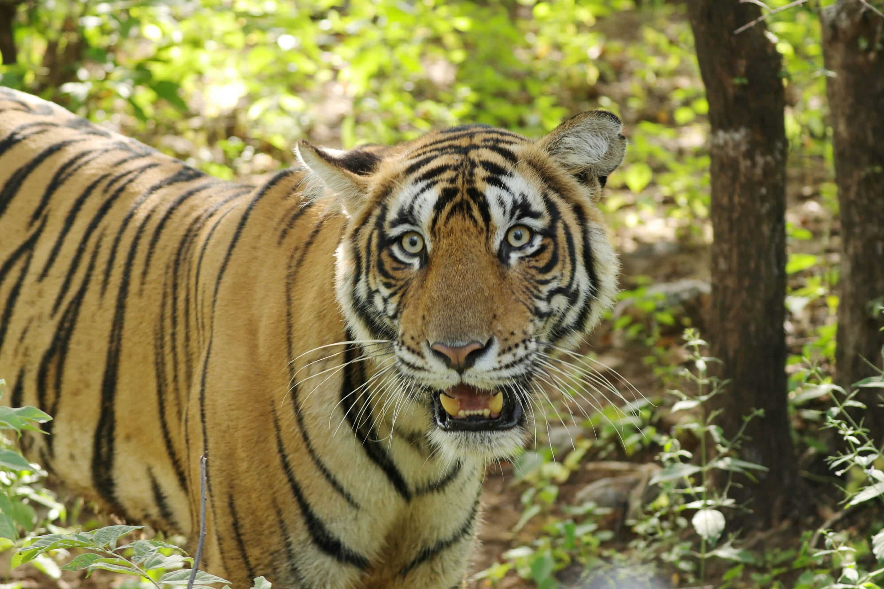 royal bengal tiger in ranthambore national park, india