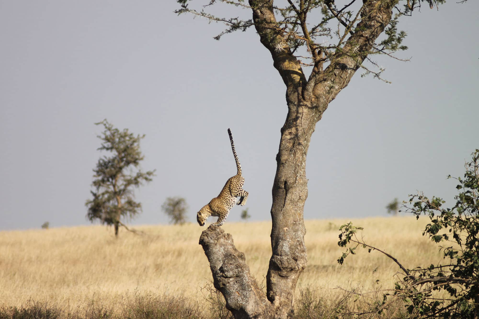 A leopard leaps onto a tree