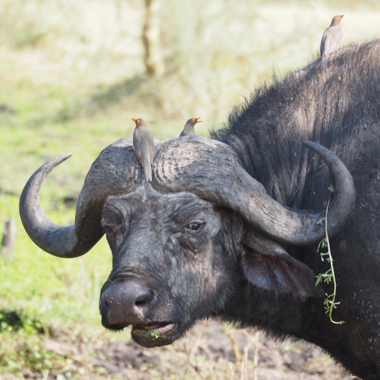 A cape buffalo with two birds on their head