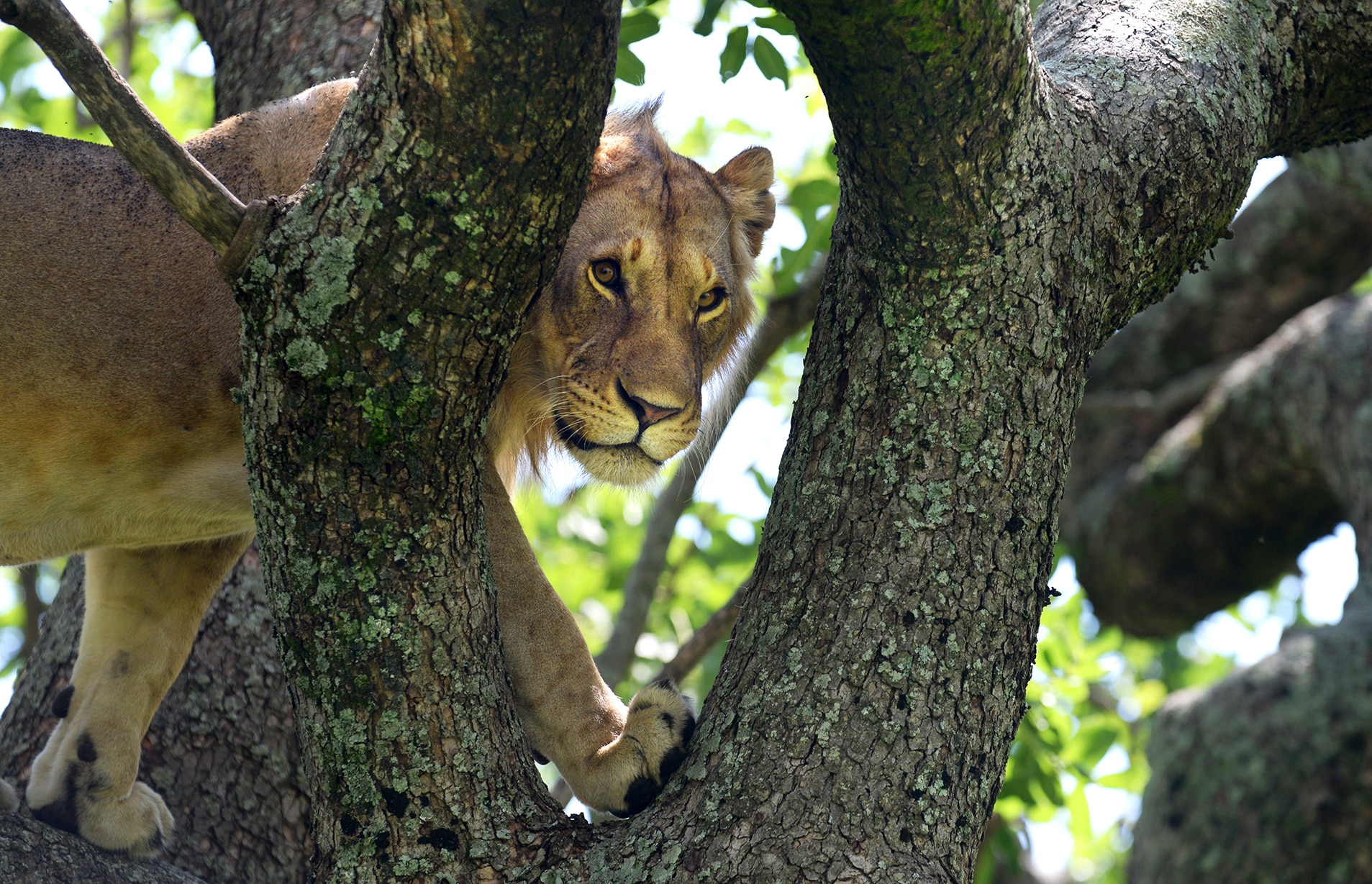 A lion in a tree
