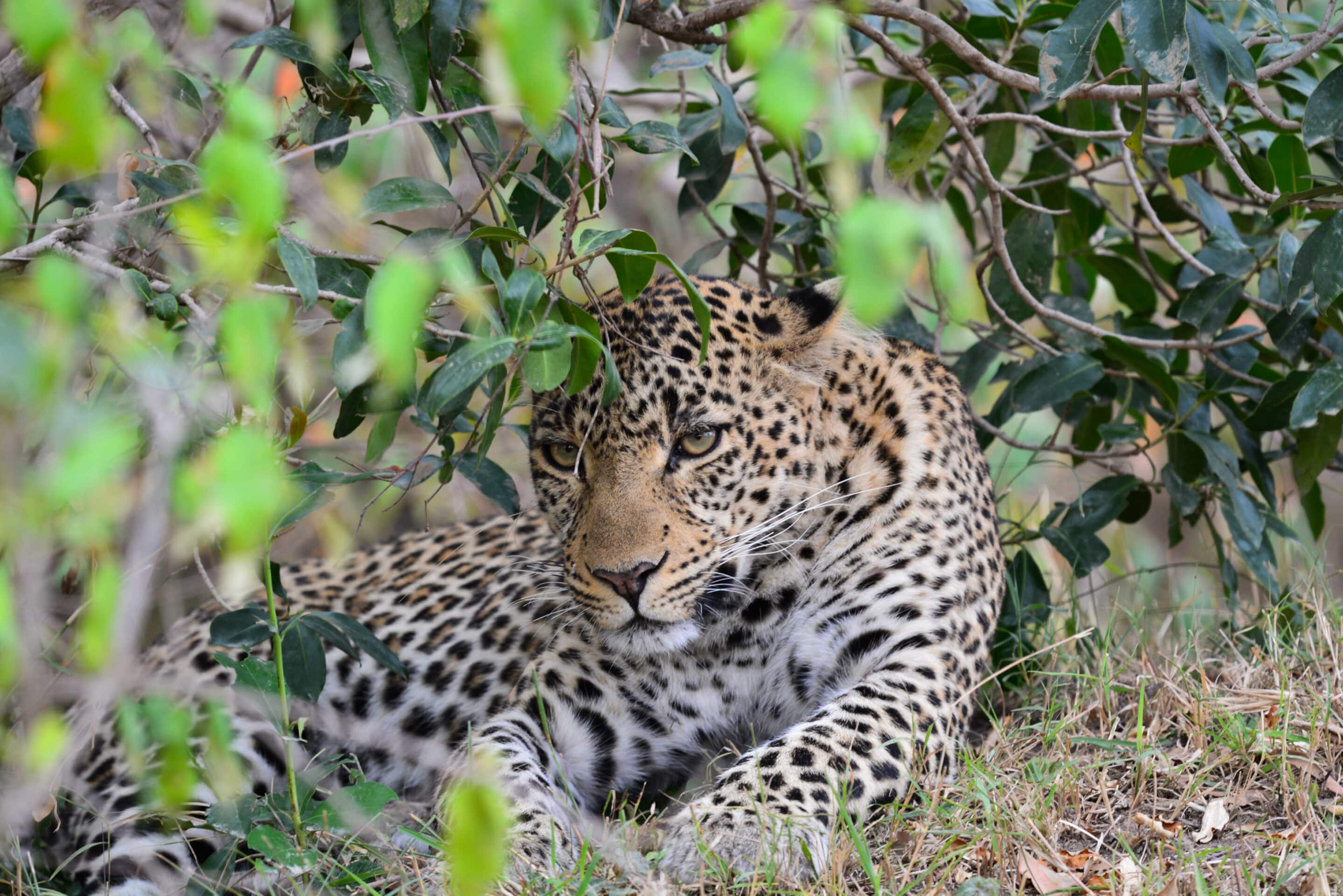 Maasai Mara leopard