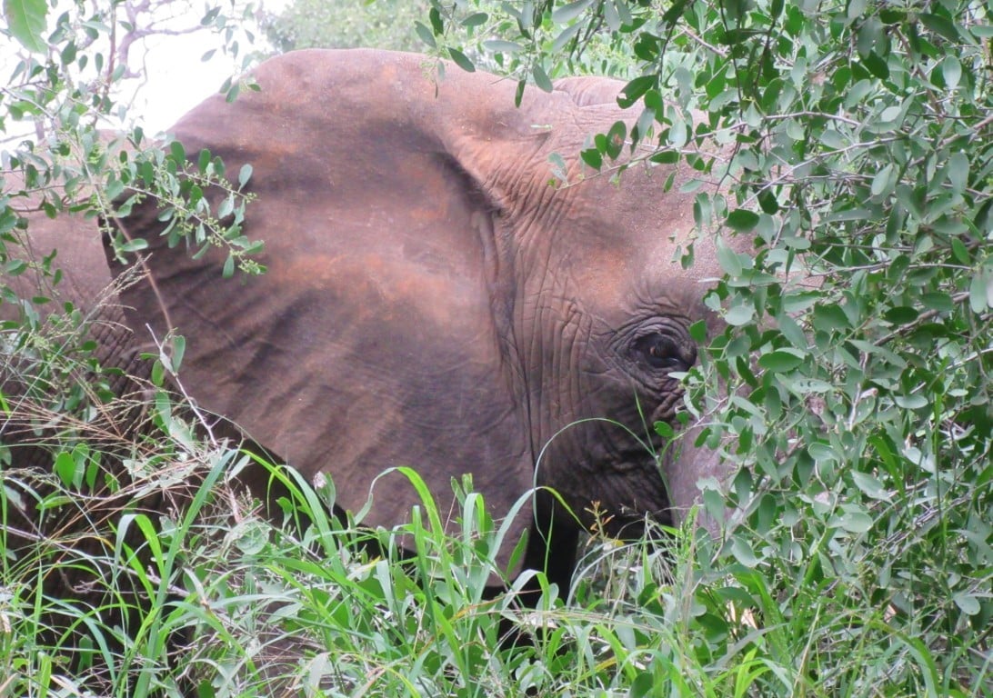 An elephant peeks from behind a bush