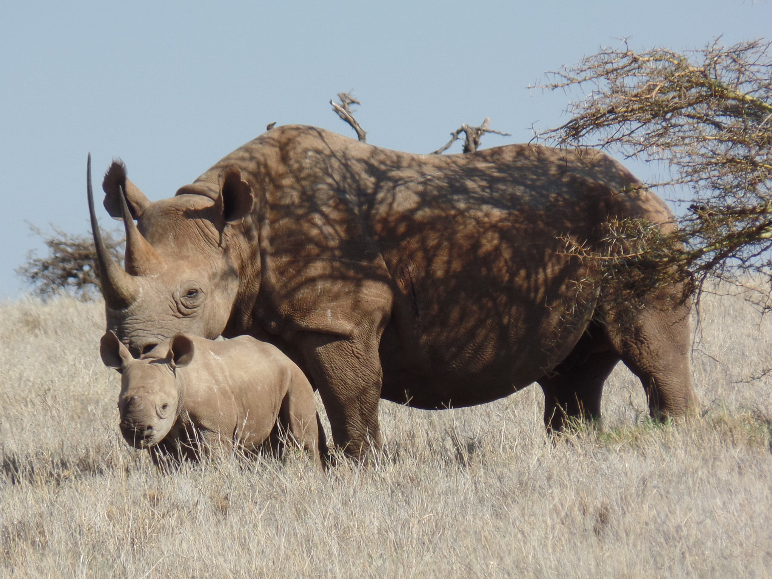 Black rhino with a calf