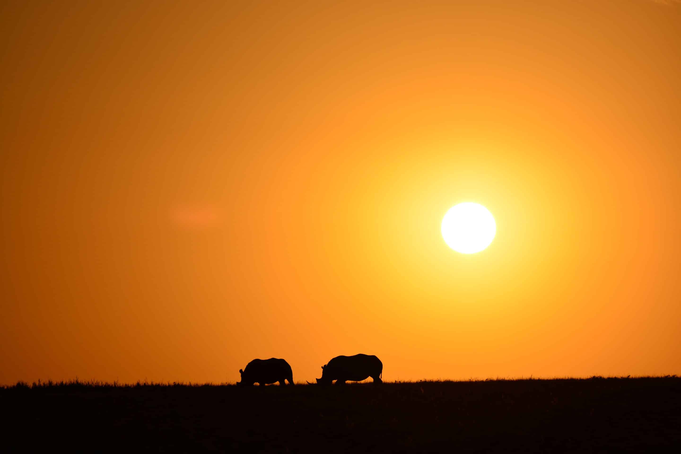 Two rhinos at sunset