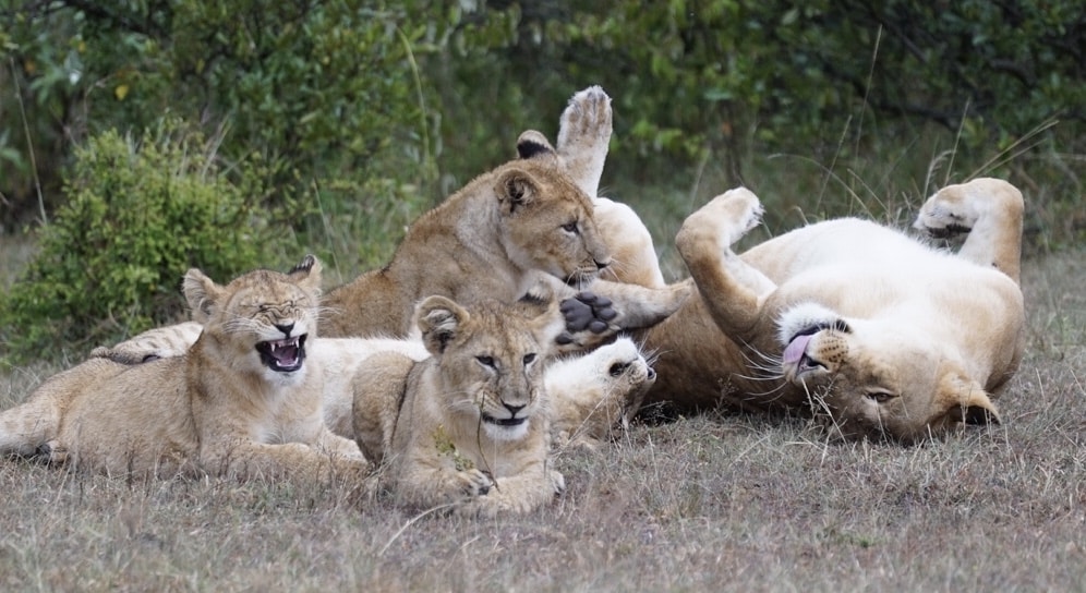 Pack of lions lay in the grass