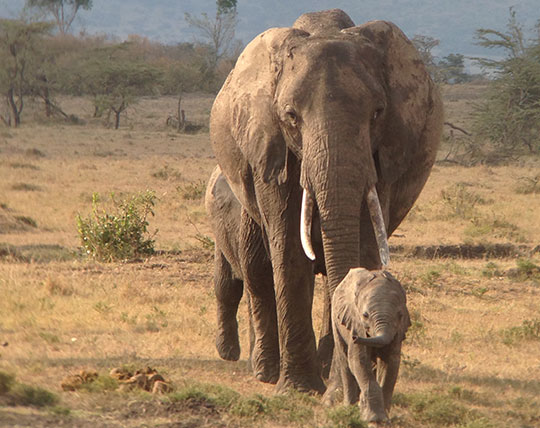 A family of elephants walking through an open field.