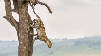leopard hoping down from tree