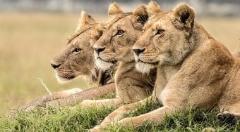 3 lions watching in unison