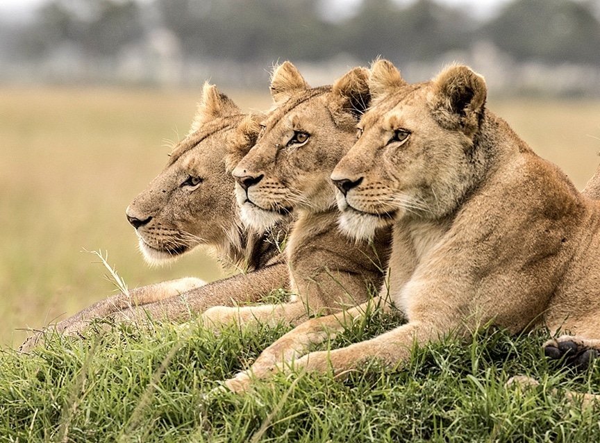 3 lions watching in unison