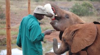 elephant keeper training 2 young elephants