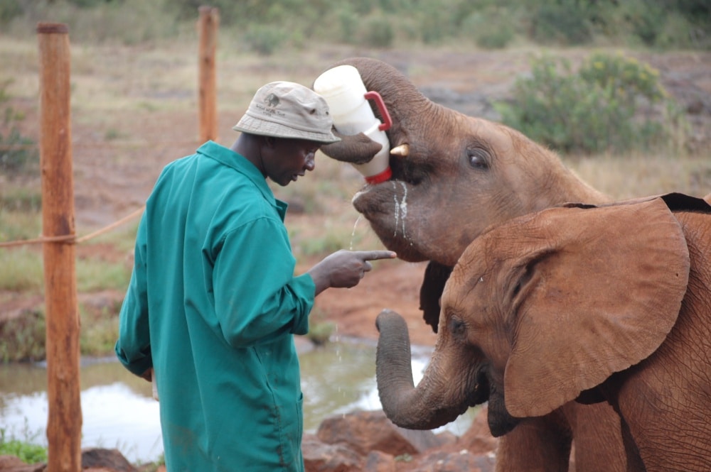 elephant keeper training 2 young elephants