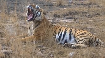 yawning bengal tiger