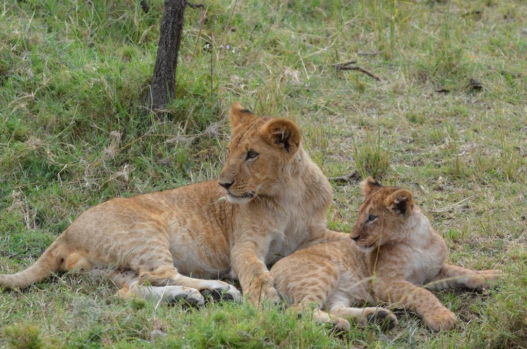 The Big Five: Africa's Most Sought-After Animals - Micato Safaris