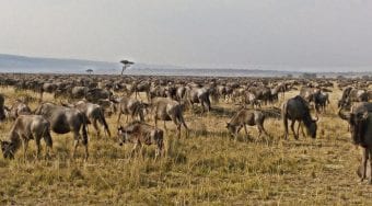 Wild beest migrating across the Serengeti into the fragrant grasslands of Kenya